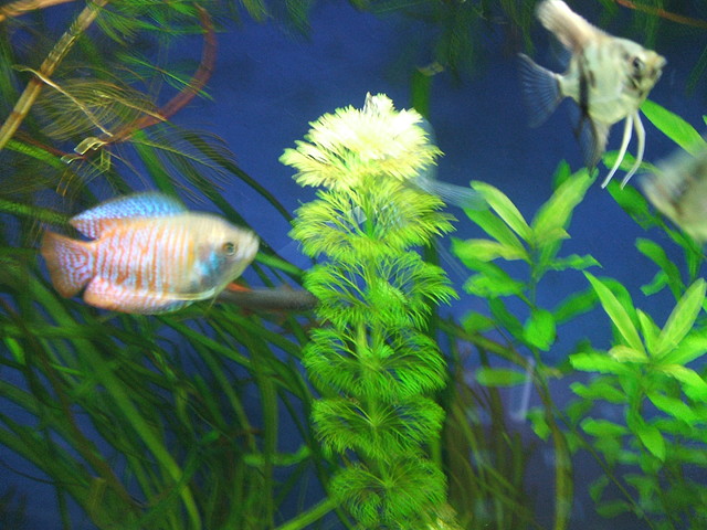 DSCF1618 DSCF1618