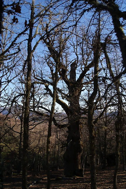 DSC03243 DSC03243