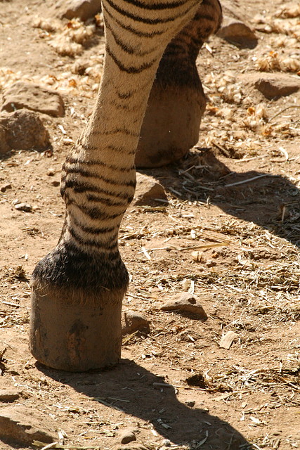 Zoo de Barcelona 18-04-11 712 Zoo de Barcelona 18-04-11 712