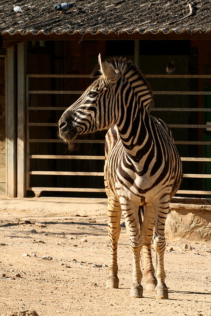 Zoo de Barcelona 18-04-11 798 Zoo de Barcelona 18-04-11 798
