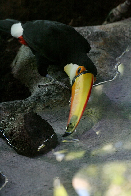 Zoo de Barcelona 18-04-11 863 Zoo de Barcelona 18-04-11 863
