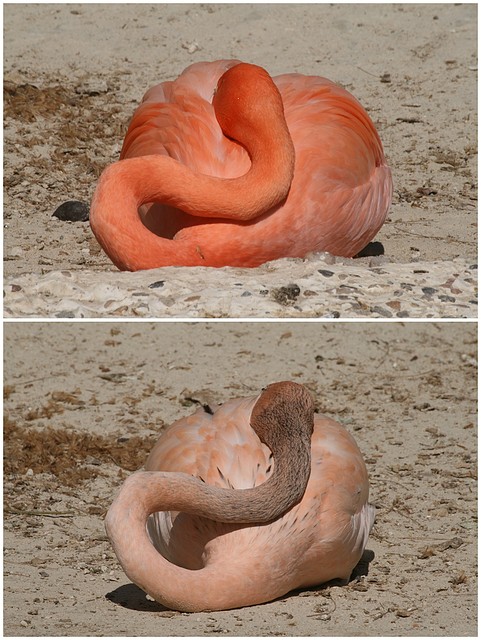 flamencos_cubanos flamencos_cubanos