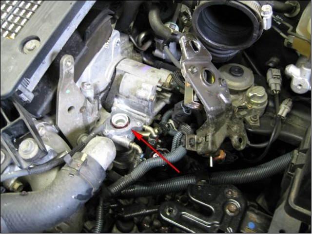 EGR2 EGR2