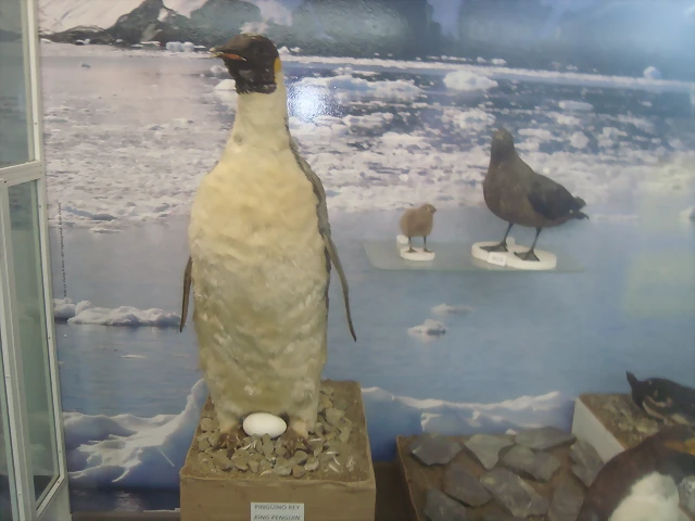 El famoso pinguino patagonico (........) jajaja El famoso pinguino patagonico (........) jajaja