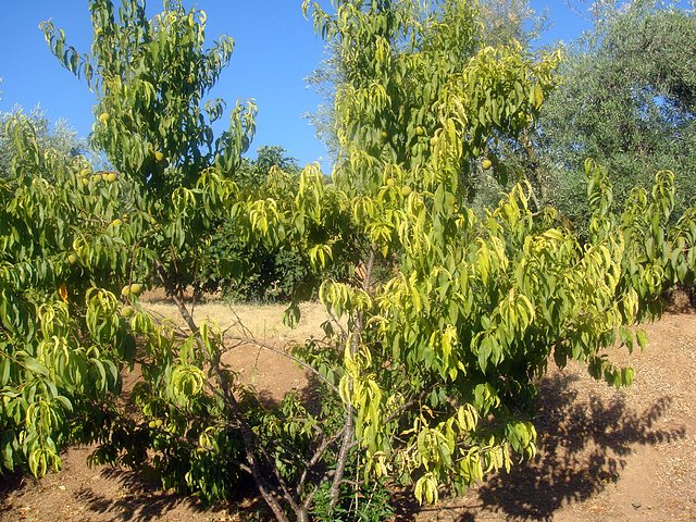 maana de higos, melocotonero