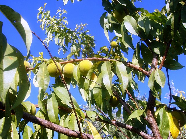 maana de hgos, melocotones