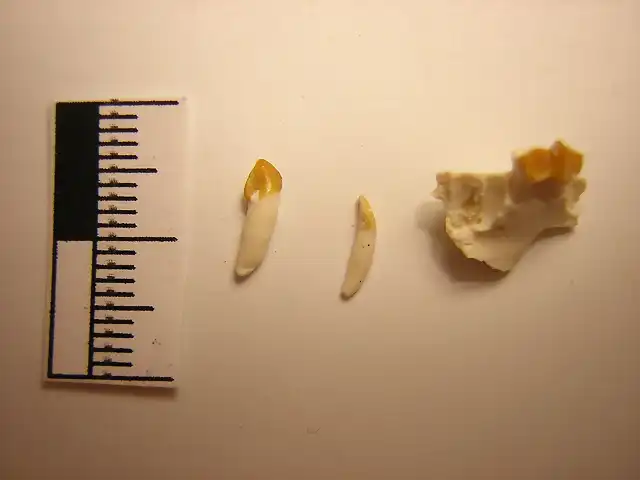 Cainotherium sp. oligoceno superior, molar superior e incisivos, Wurttemberg, Alemania