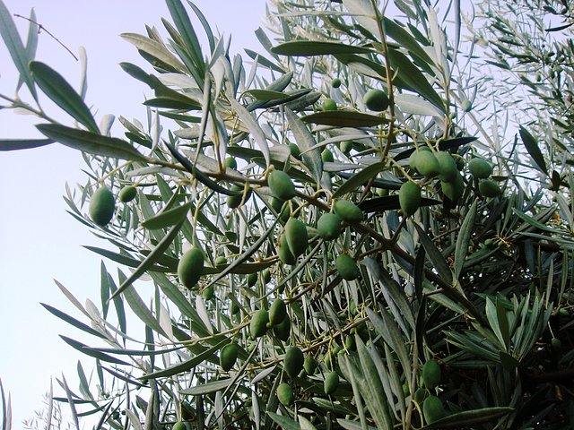 tallo de oliva con aceitunas