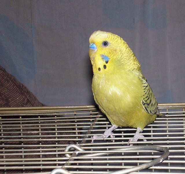 HIJITO HIJITO