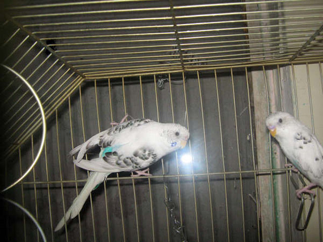 BLANCOS BLANCOS