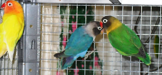agapornis personata agapornis personata