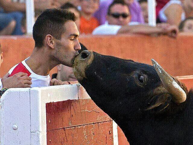 Toro y hombre se entienden