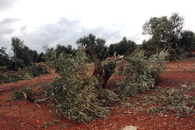 olivas desmochadas por el tornado