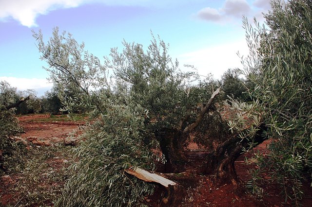 olivas machacadas por el tornado