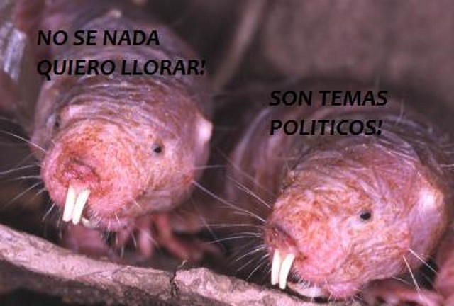 RATAS TOPOS