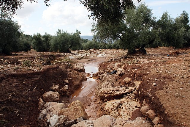 por entre las olivas