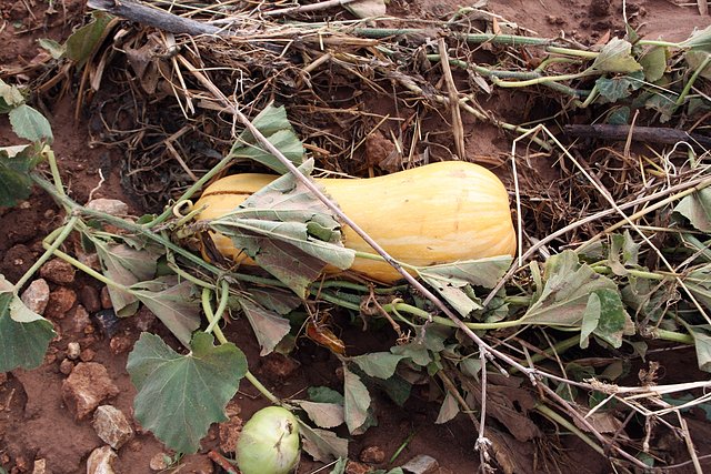 calabazas