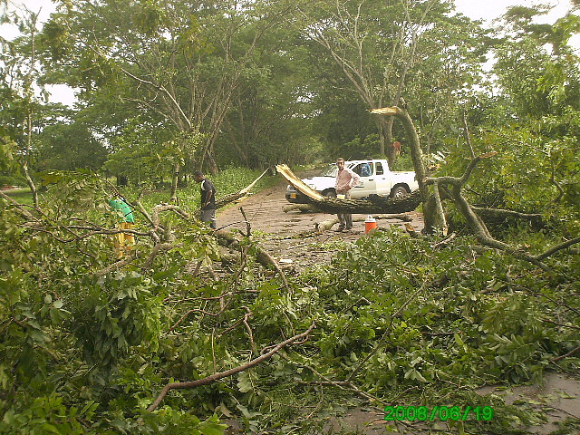 Remoción de arboles caidos