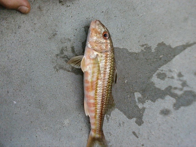 Salmonete(cuideiru)a coreana Salmonete(cuideiru)a coreana