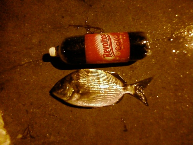 Sargo a quisquilla canda Sargo a quisquilla canda