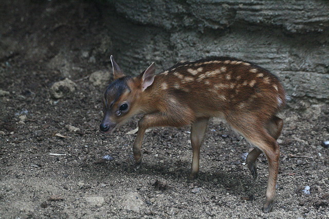 Zoo de Barcelona 30-06-2010 239