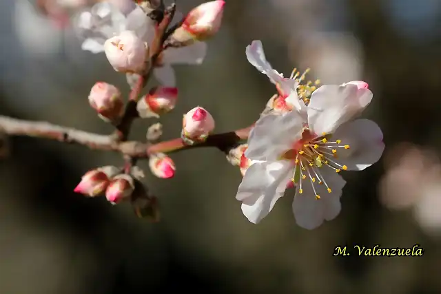 23, flor del almendro, marca 2