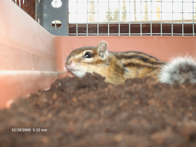 alvin