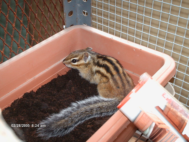 alvin
