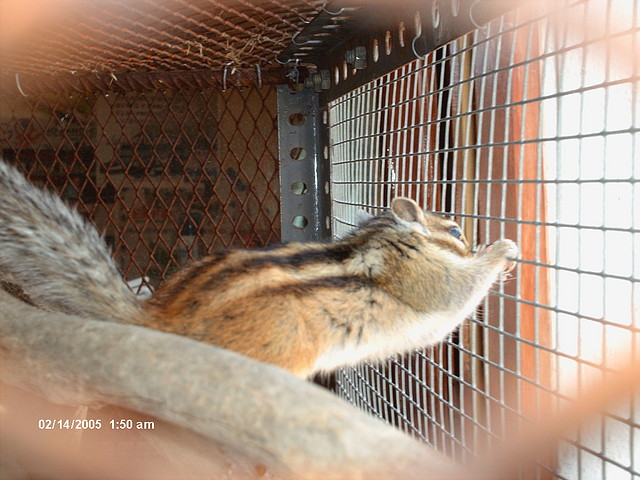 alvin