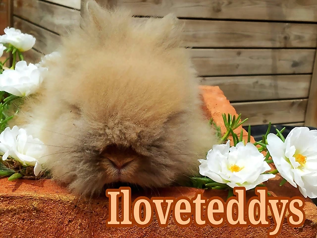Iloveteddys Iloveteddys