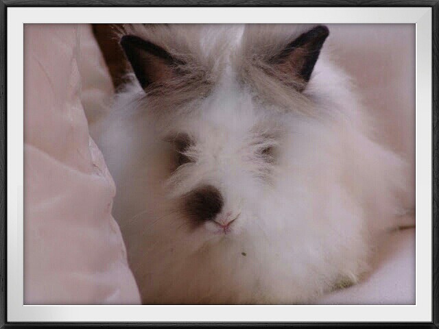 Conejo teddy bear Conejo teddy bear