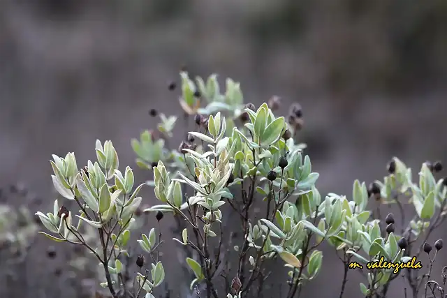 08a, planta de invierno, marca