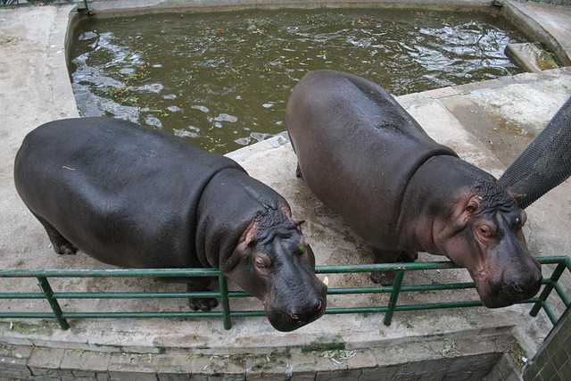 Zoo de Barcelona 29-11-2010 026 Zoo de Barcelona 29-11-2010 026