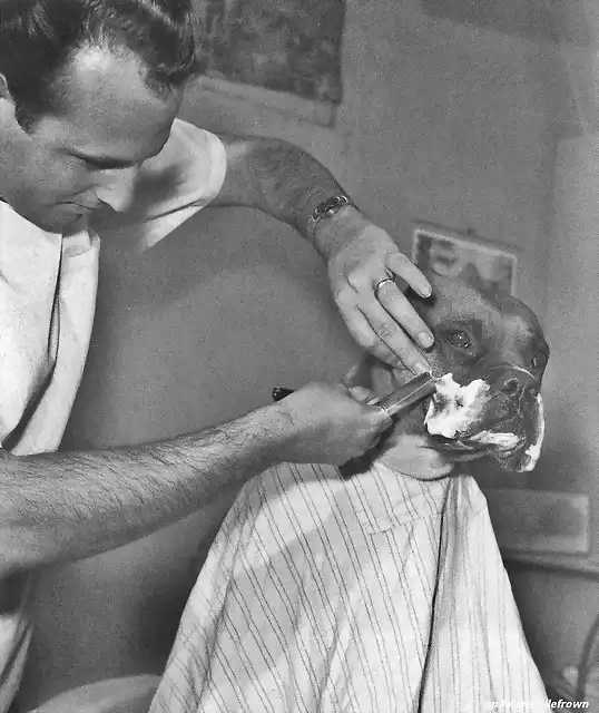 Fritz un famoso bulldog de la televisin en el barbero. Abril 1961