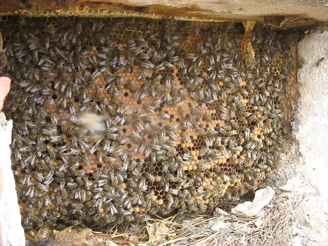 Junio 2013 abejas (97)