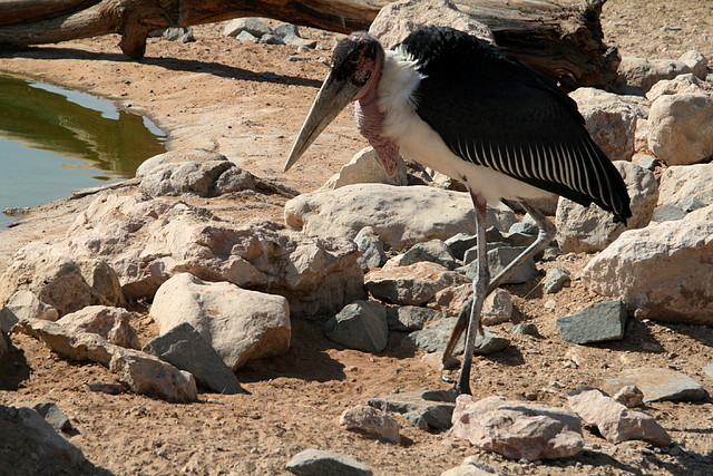 Al Ain Zoo - Atlantis - 19-12-08 038 Al Ain Zoo - Atlantis - 19-12-08 038