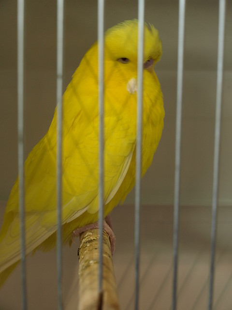 Inos (2) Inos (2)
