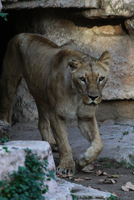 Zoo de Barcelona 11-11-10 146 Zoo de Barcelona 11-11-10 146