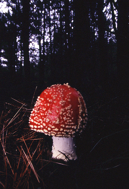 Amanita muscaria