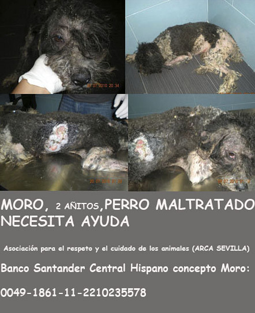 MORO, perro de aguas maltratado