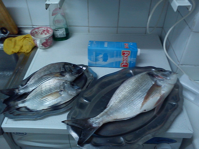 Dorada, Sargos Dorada, Sargos