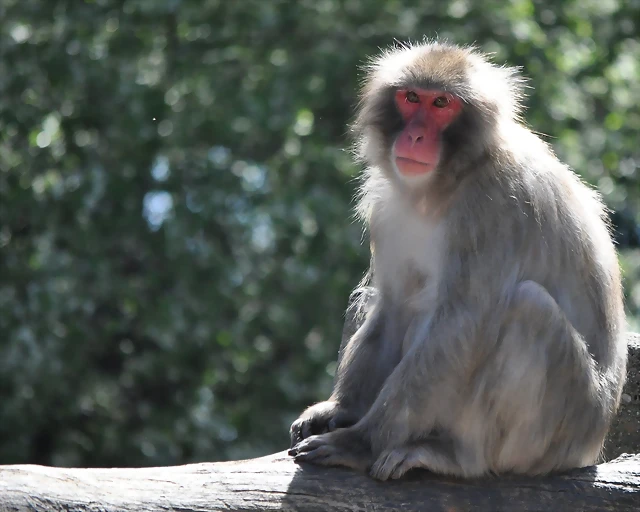 MACACO JAPONES