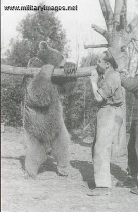 Wojtec el oso