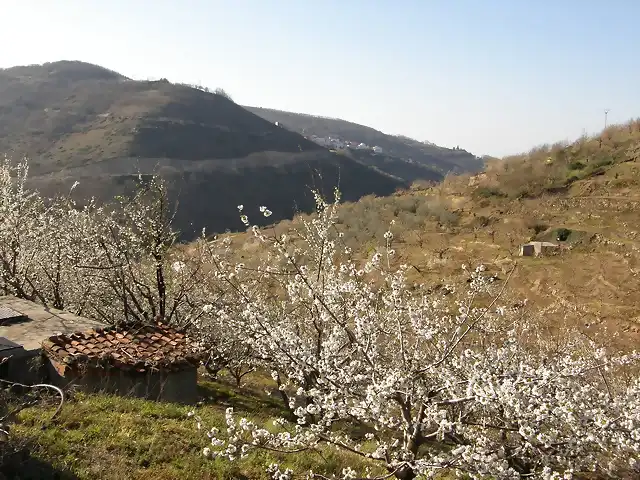 12_Cerezos en flor en Barrado