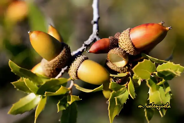 16, bellotas, marca