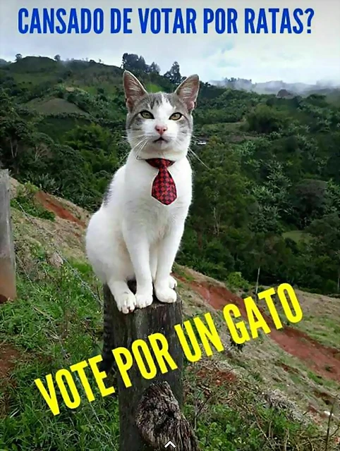 VOTAR POR UN GATO VOTAR POR UN GATO