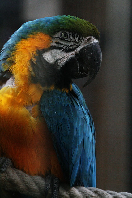 Zoo de Barcelona 27-11-2010 535 Zoo de Barcelona 27-11-2010 535