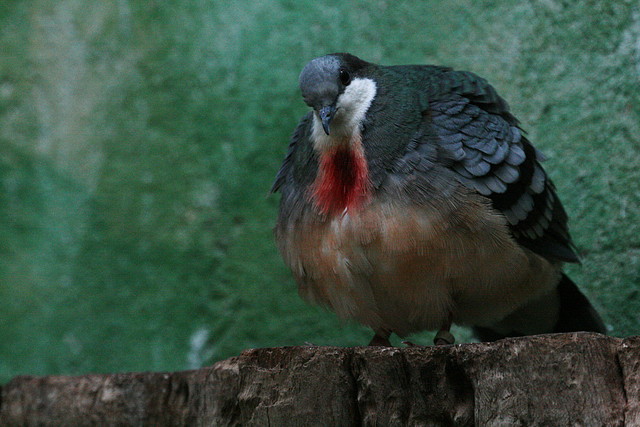 Zoo de Barcelona 27-11-2010 176 Zoo de Barcelona 27-11-2010 176