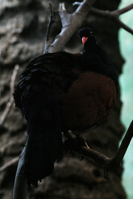 Zoo de Barcelona 27-11-2010 191 Zoo de Barcelona 27-11-2010 191