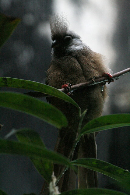 Zoo de Barcelona 27-11-2010 247 Zoo de Barcelona 27-11-2010 247